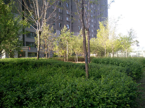 大秦置業(yè)公司:神南華府小區(qū)再添新綠意