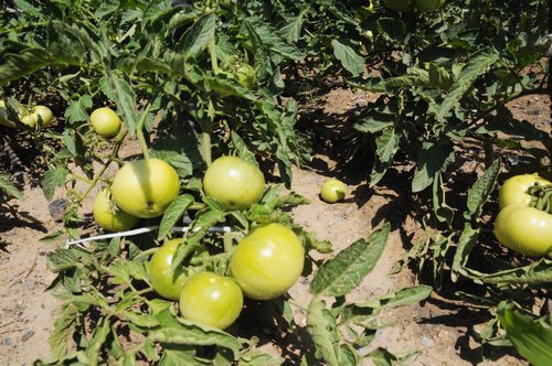 陜煤建設掘進公司：項目部“開心農(nóng)場”豐收了