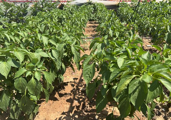 陜煤建設(shè)天工公司土建十七項目部：“蔬新”的菜園子